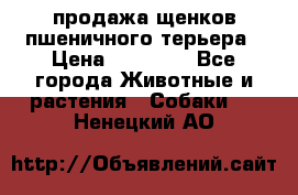 продажа щенков пшеничного терьера › Цена ­ 35 000 - Все города Животные и растения » Собаки   . Ненецкий АО